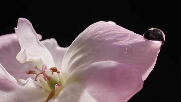 Beauty Pink Flower with Drop of Water on Black Background Macro Floral Concept alt
