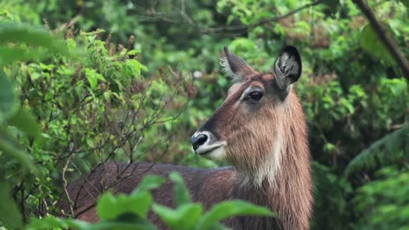 Waterbuck Standing Between The Lush Green Plants And Looking On The Camera, Aberdare National Park alt