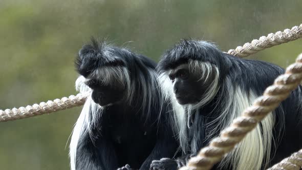 Abyssinian black and white colobus monkey