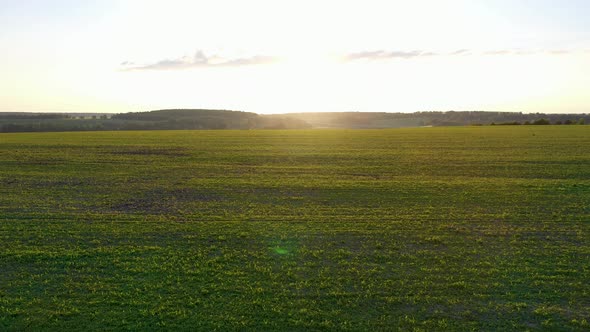 Flying Over An Agricultural Field With Green Corn Sprouts Against The Sunset alt