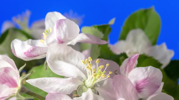 Apple Blossom Timelapse Rotating on Blue alt
