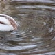 Emerald head male drake duck bird close-up water - VideoHive Item for Sale