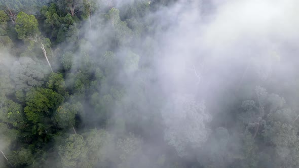 Aerial sliding over the foggy cloud cover rainforest Malaysia alt