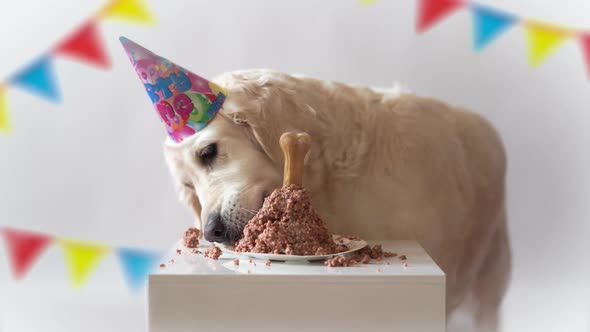 Pet Life at Home. Funny Video From the Birthday of the Dog - Beautiful Golden Retriever Eating Meat