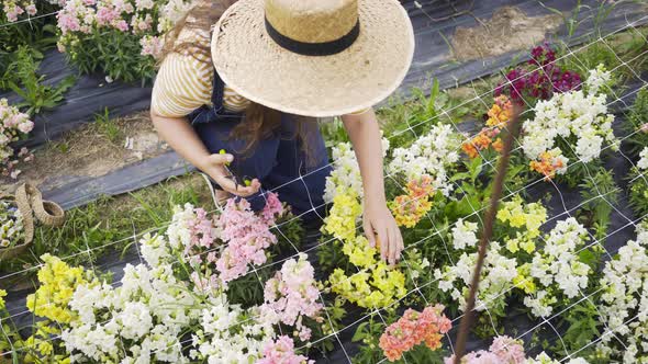 Woman Cuts Fresh Flowers with Pruners in Greenhouse