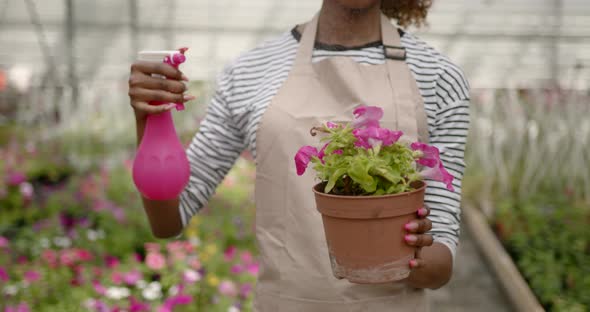Adult Female Gardener Watering Potted Flowers Indoors alt