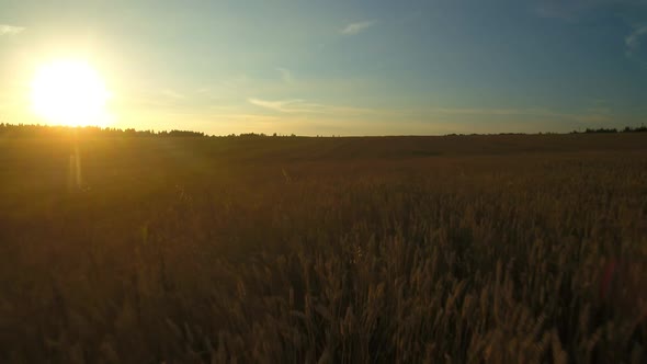 Flying Over a Wheat Field at Sunset