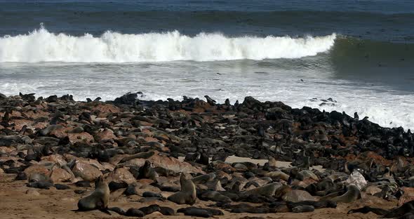 Brown seal colony in Cape Cross, Africa, Namibia wildlife alt
