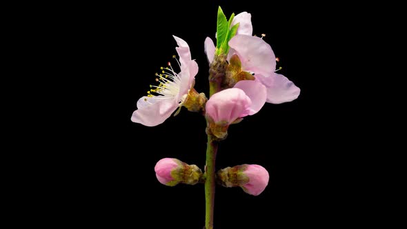 Peach Blossom Time Lapse Isolated  alt