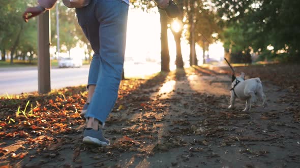 Young Happy Woman Playing with Little Cute French Bulldog on the Road During Sunset at Autumn alt