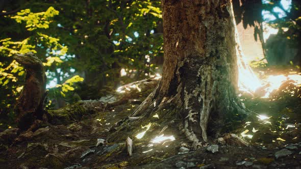 The Primeval Forest with Mossed Ground alt