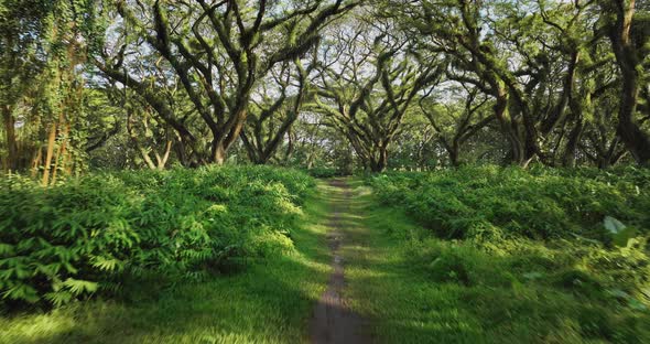 Elegant lady in orange dress wandering through magical De Djawatan forest alt