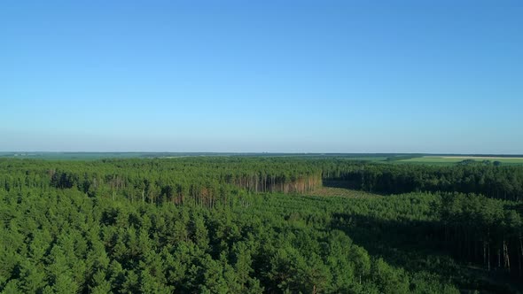 Aerial View Forest and Deforestation in Summer Drone Flying Over Green Trees alt