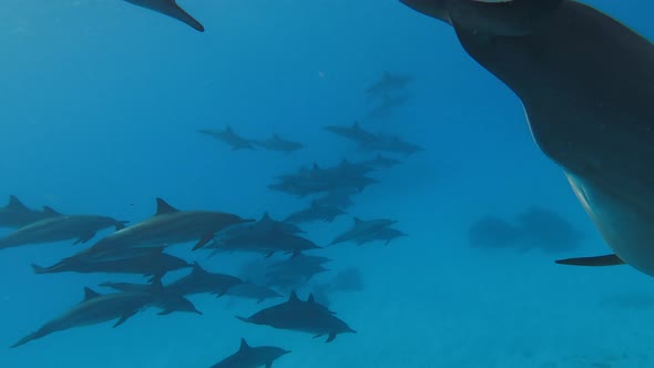 A Shoal of Free Dolphins Swimming Together in the Red Sea