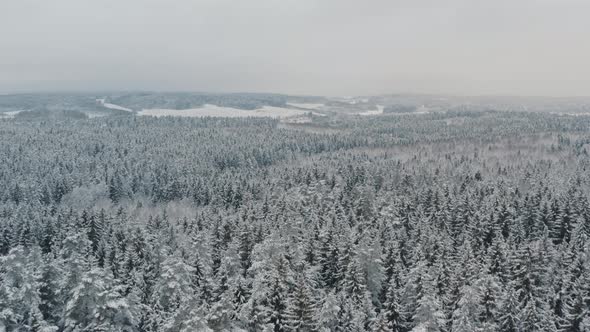 Aerial Top View Beautiful Winter Forest, Spruce and Pine Frosty Trees Covered with Snow alt