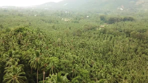 Aerial Video Above Tropical Forest of Samui islandThailand