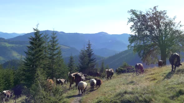 Grazing Cows in the Mountains. A Herd of Cows Go To the Pasture. Cheese Dairy in the Highlands