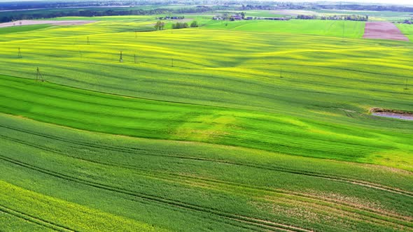Yellow and green rape fields in Poland, aerial view, Poland alt