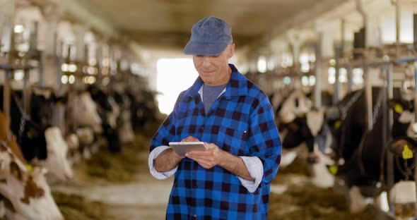Farmer With Cows In Cowshed alt