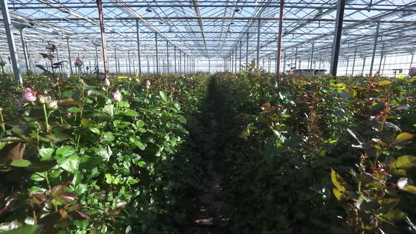 Nature View of Plants and Flowers of Roses Inside the Glass Greenhouse Wide Angle Indoors Camera alt