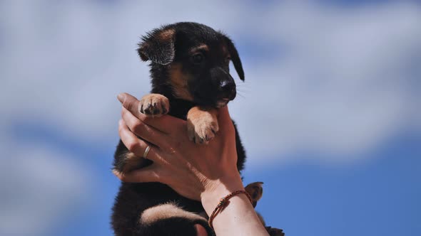 The Puppy is Raised in the Arms of the Girl Against the Background of the Blue Sky alt