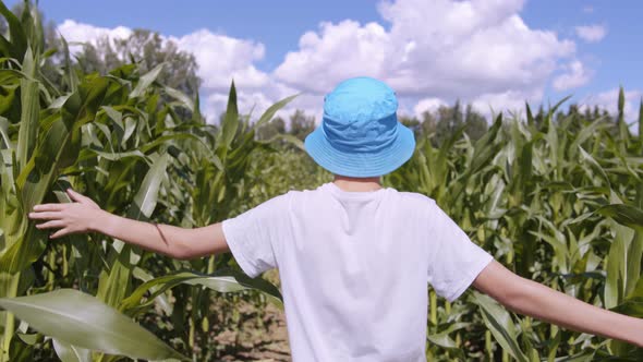 Teen Boy Walks Through a Cornfield in a Summer Sunny Day Back View