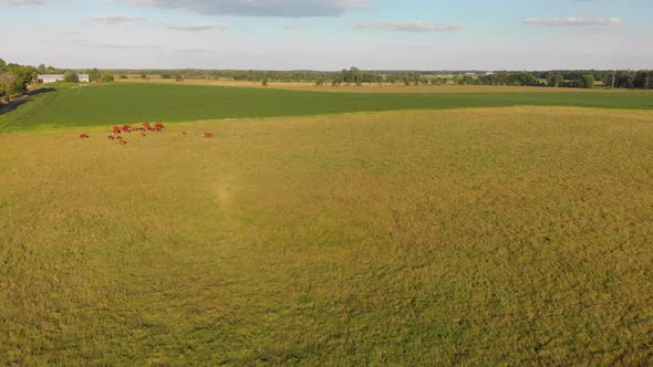   Herd Of Brown Cows Graze On The Field  .Summer Country Landscape. Aerial Drone View
