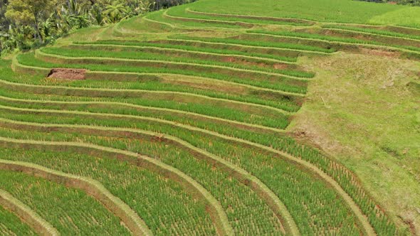 Manmade Terraces Bali alt