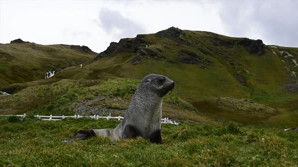 Antarctic Fur Seal Pup Close Up in Grass