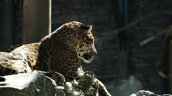 Leopard Resting In The Zoo Cage