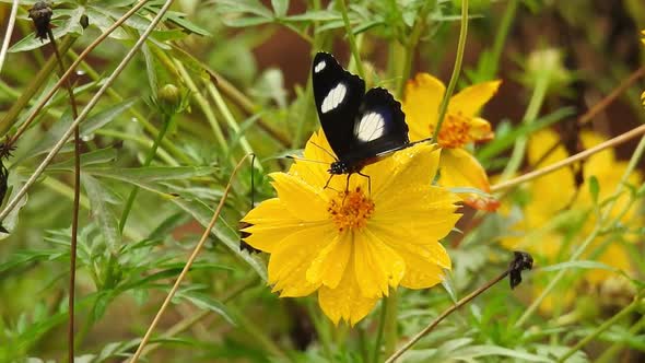 Butterfly closeup on yellow flower. Monarch Butterfly on yellow flower. Tiger Butterfly closeup view