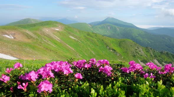 Pink Rhododendron Flowers in Mountains