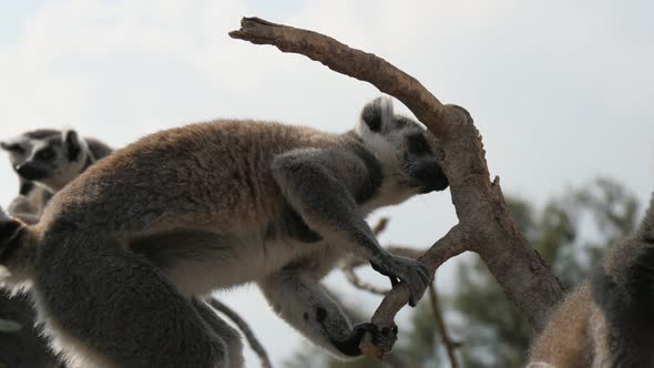 A Nice Lemur Is Sitting on a Dry Twig and Watching Around Funnily in Summer