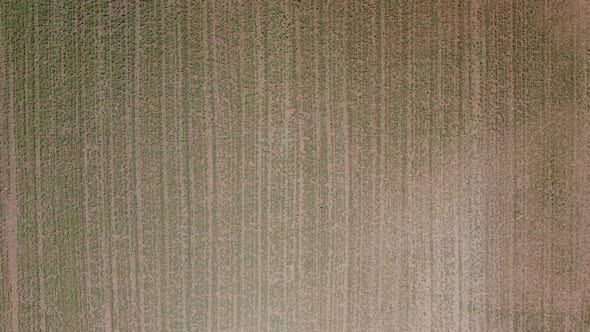 Aerial Newly Planted Field 4K alt