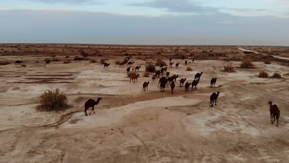 Herd of Camels