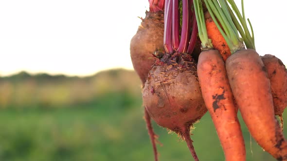 A Farmer Holds in His Hands Vegetables Carrots and Red Beets Soiled with Earth alt