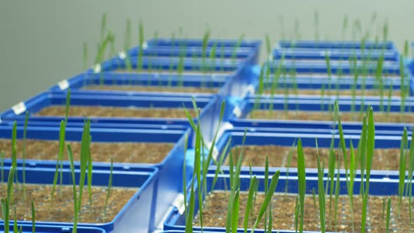 Greenhouse Experimental Cultivation Technologically for Scientific Research of Barley Hordeum