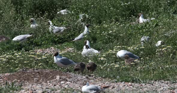 Black Headed Gulls And Chicks Birds On Nest Site.