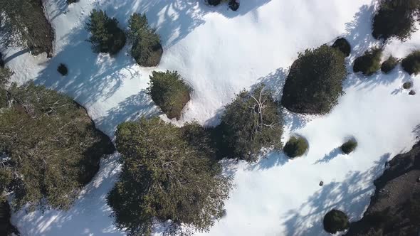 Drone Is Flying Up Over Trees and Ground with Snow in Sunny Day, Aerial Shot