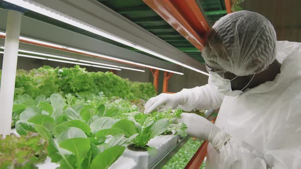 Male Agroengineer Examining Seedlings In Pots alt