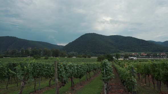 Landscape with Vineyards in Wachau Valley Austria alt