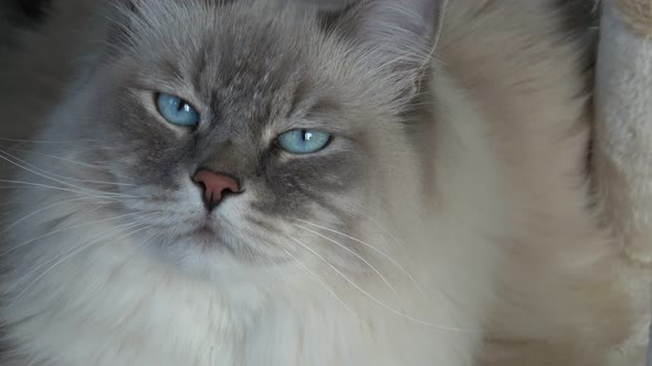 Closeup of a domestic cat with beautiful blue eyes.(Felis catus)