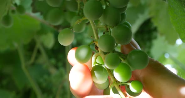 Close up hands of a winemaker checking the green grape vine to see how the fruit crop is growing on alt