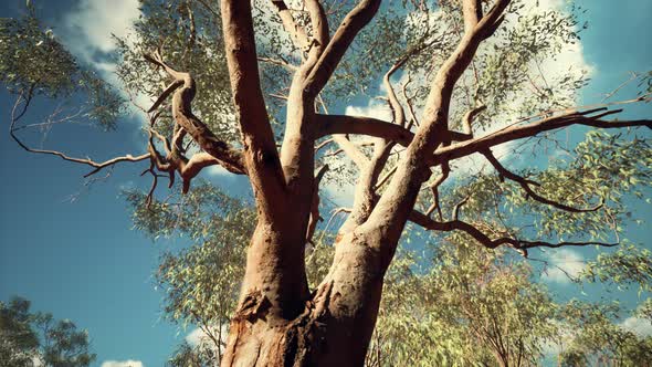 Eucaliptus in Australia Red Center alt