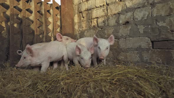 Piglets in the enclosure. Meat production factory. Livestock raising. Farming.