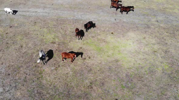 Aerial View of Stallions in Field