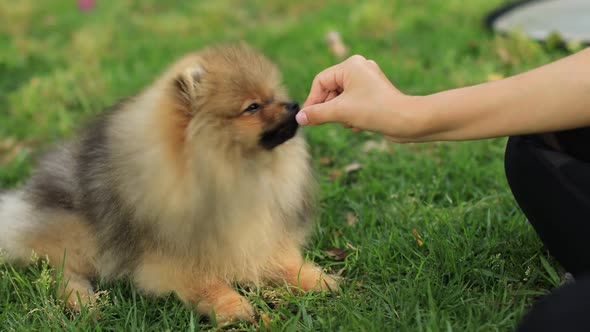 Feed Pomeranian Dog at Outdoor Park