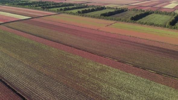  Caladium Fields. Aerial View. Colorful Plants.