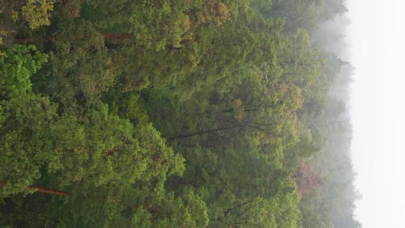 Vertical Video Fog in the Forest Aerial View alt