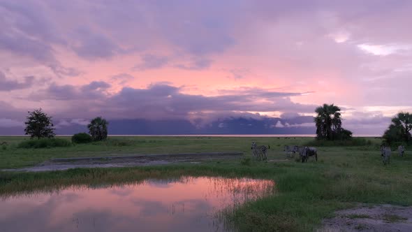 Zebras drinking at nightfall in the pool in Serengeti National Park Tanzania alt